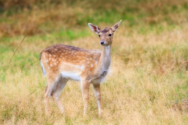 Hollanda 'daki' Hoge Veluwe 'de' Het Aardhuis 'ulusal parkında güzel geyik (Cervus elaphus)