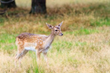 Hollanda 'daki' Hoge Veluwe 'de' Het Aardhuis 'ulusal parkında güzel geyik (Cervus elaphus)