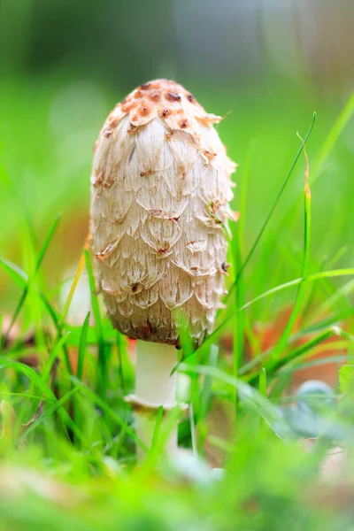 Campo Outono Com Crina Salsicha Tampa Tinta Salsicha Coprinus Comatus — Fotografia de Stock