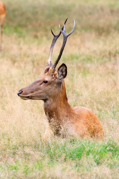 Gyönyörű Szarvas Cervus Elaphus Het Aardhuis Nemzeti Parkban Hoge Veluwe — Stock Fotó