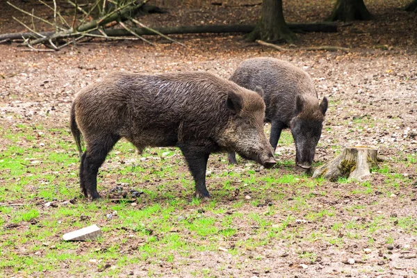 Кабаны Sus Scrofa Национальном Парке Het Aardhuis Hoge Veluwe Нидерландах — стоковое фото