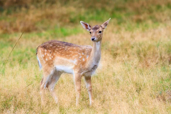 Vacker Fawn Cervus Elaphus Nationalparken Het Aardhuis Vid Hoge Veluwe — Stockfoto