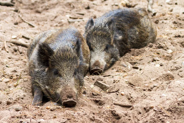 Wildschweine Sus Scrofa Nationalpark Het Aardhuis Der Hoge Veluwe Den — Stockfoto