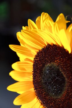 Kırsal bir arkaplanı olan güzel bir ayçiçeğinin görüntüsünü kapat