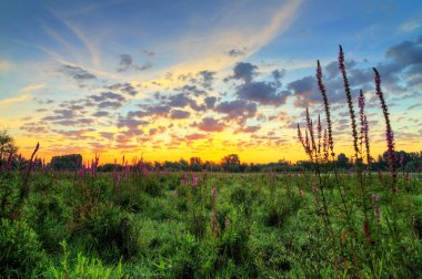 Hollanda, Wageningen 'deki' De Blauwe Kamer 'ulusal parkında güzel bir gün doğumu..