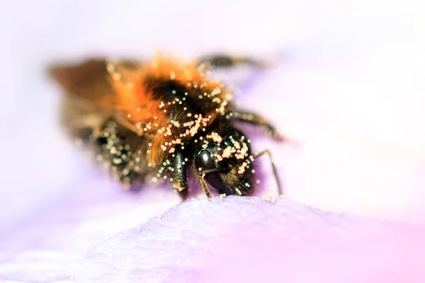 Bombus Terrestris Buff Tailed Bumblebee Large Earth Bumblebee Flies Away — Stock Photo, Image