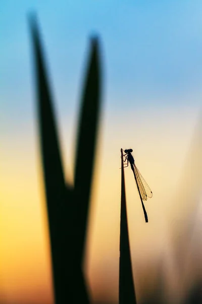 Silhouette Einer Libelle Bei Sonnenaufgang Den Niederlanden — Stockfoto