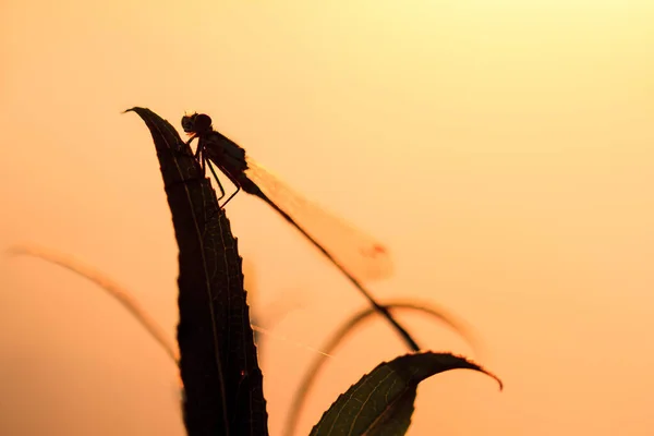 Silhouette Cerca Una Mosca Lechera Amanecer Los Países Bajos — Foto de Stock