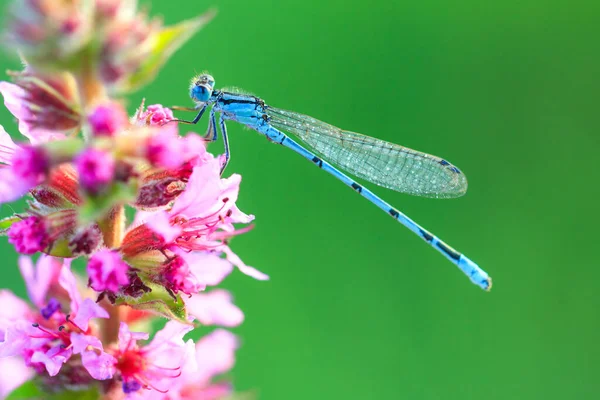 Azure Damselfly Coenagrion Puella Ett Fält Nederländerna — Stockfoto