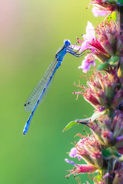 Azure Damselfly Coenagrion Puella Ett Fält Nederländerna — Stockfoto