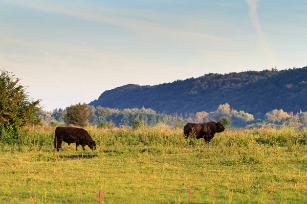 Bovins Galloway Dans Parc National Blauwe Kamer Aux Pays Bas — Photo