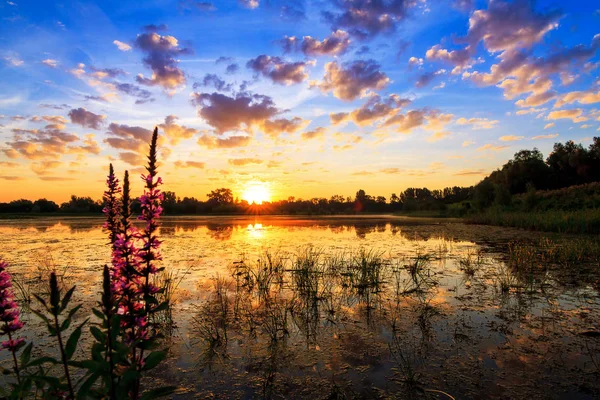 Schöner Sonnenaufgang Einem Teich Nationalpark Blauwe Kamer Den Niederlanden — Stockfoto