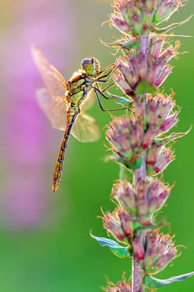 Common Darter Sympetrum Striolatum Самка Восходе Солнца Пурпурно Розовых Цветках — стоковое фото