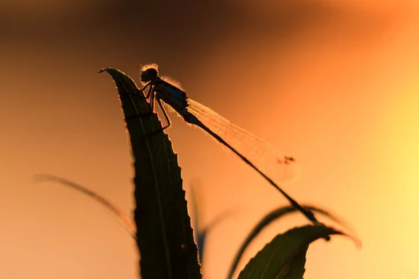 Silhouette Einer Libelle Bei Sonnenaufgang Den Niederlanden — Stockfoto