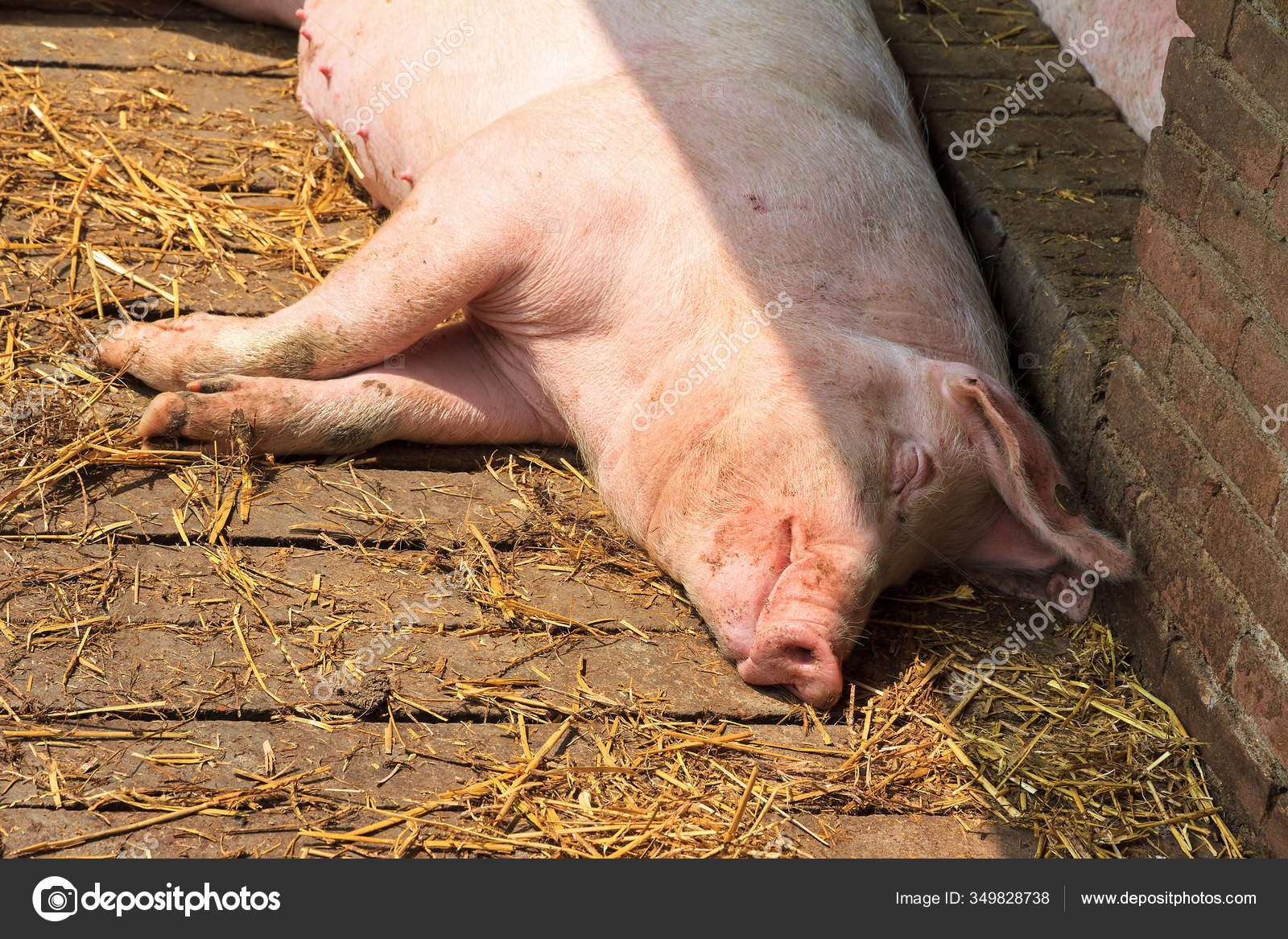 Großes Glückliches Schwein Sus Scrofa Lächelnd – Stockfoto © dennisvdwater  #349828738, image size:1600x1167