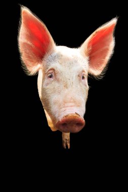 Hollanda landrası, evcil domuzcuk (Sus scrofa domesticus)