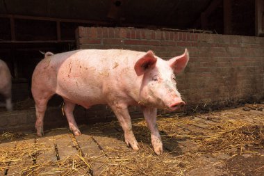 Biig mutlu domuz (sus scrofa) gülümsüyor