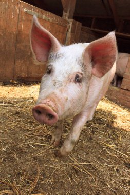 Biig mutlu domuz (sus scrofa) gülümsüyor