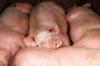 Hollanda landrası, evcil domuzlar (Sus scrofa domesticus)