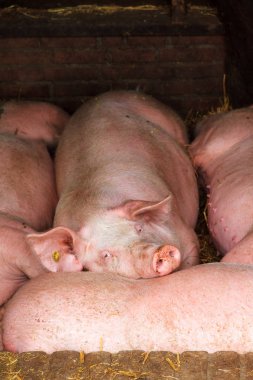 Hollanda landrası, evcil domuzlar (Sus scrofa domesticus)