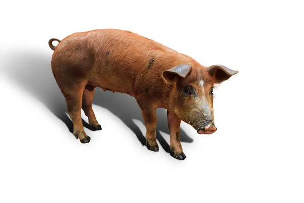 Niederländische Landrasse Hausschwein Sus Scrofa Domesticus — Stockfoto