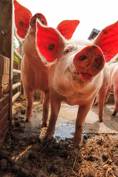 Landrace Neerlandés Domestic Pigs Sus Scrofa Domesticus — Foto de Stock