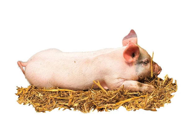 Landrace Neerlandés Domestic Piglet Sus Scrofa Domesticus — Foto de Stock