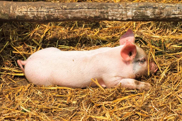 Ολλανδικό Έδαφος Οικόσιτο Χοιρίδιο Sus Scrofa Domesticus — Φωτογραφία Αρχείου