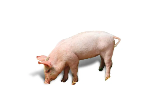 Landrace Neerlandés Domestic Piglet Sus Scrofa Domesticus — Foto de Stock