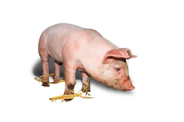 Landrace Neerlandés Domestic Piglet Sus Scrofa Domesticus — Foto de Stock