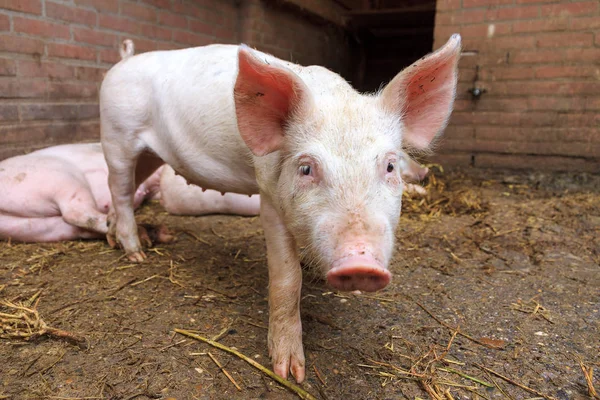 Dutch Landrace Domestic Piglet Sus Scrofa Domesticus — Stock Photo, Image