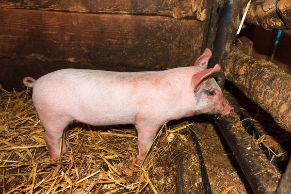 Landrace Neerlandés Domestic Piglet Sus Scrofa Domesticus — Foto de Stock