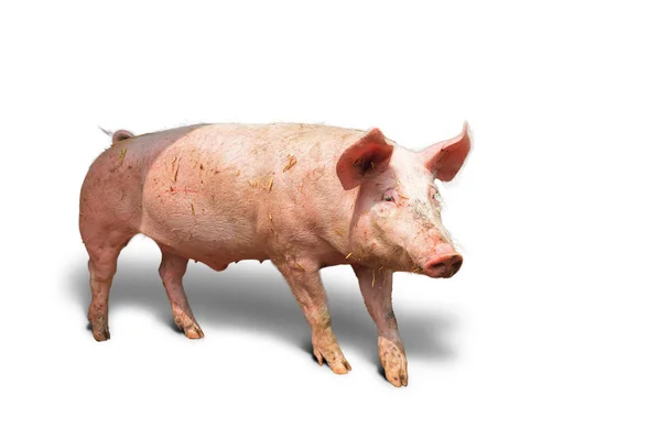 Biig Happy Pig Sus Scrofa Smiling — Stock Photo, Image