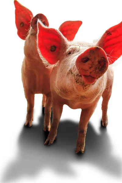 Biig Happy Pig Sus Scrofa Úsměvem — Stock fotografie