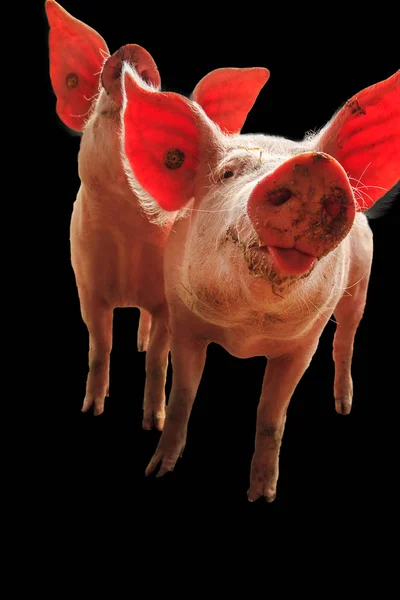 Biig Happy Pig Sus Scrofa Úsměvem — Stock fotografie
