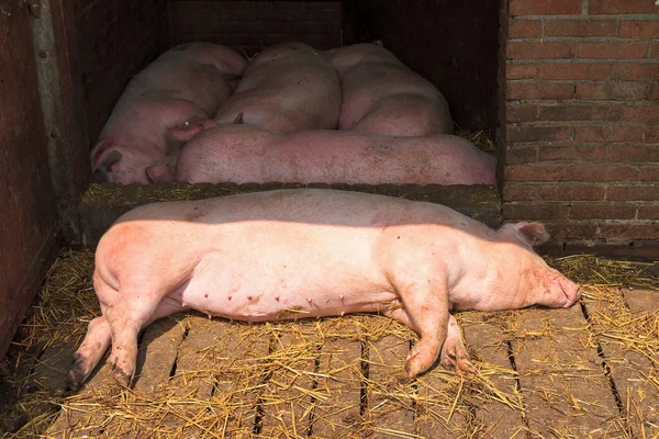 Dutch Landrace Domestic Pigs Sus Scrofa Domesticus — Stock Photo, Image