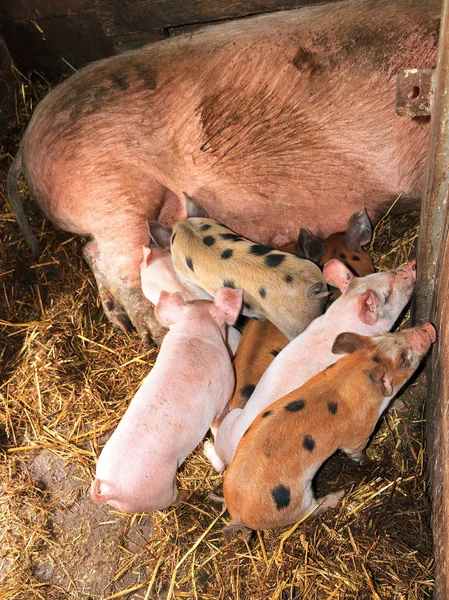 Group Hungry New Born Piglets Drinking Milk Mother Children Farm — Stock Photo, Image