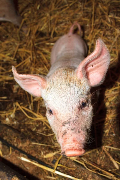 Biig Cerdo Feliz Sus Scrofa Sonriendo — Foto de Stock