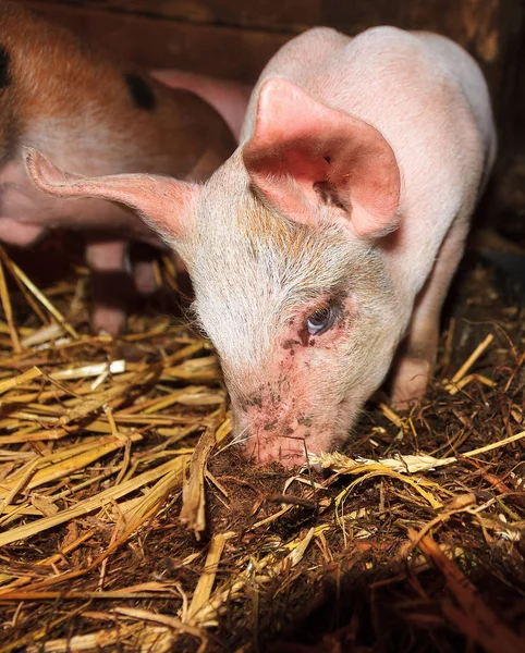 Biig Cerdo Feliz Sus Scrofa Sonriendo — Foto de Stock