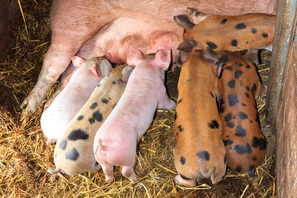 Group Hungry New Born Piglets Drinking Milk Mother Children Farm — Stock Photo, Image