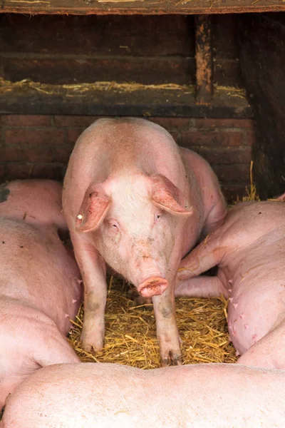 Dutch Landrace Domestic Pigs Sus Scrofa Domesticus — Stock Photo, Image