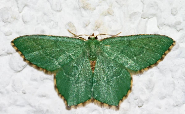 Emerald Común Hemithea Aestivaria Sobre Fondo Blanco Bélgica —  Fotos de Stock
