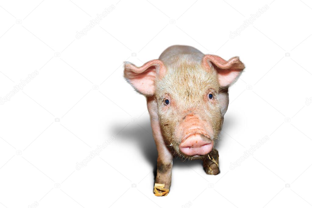 Dutch landrace, domestic piglet (Sus scrofa domesticus)