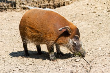 Afrika 'dan güzel Kızıl Nehir domuzu (Potamochoerus porcus)
