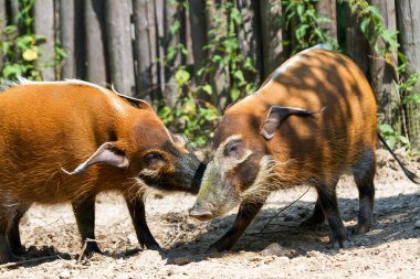 Afrika 'dan güzel Kızıl Nehir domuzu (Potamochoerus porcus)