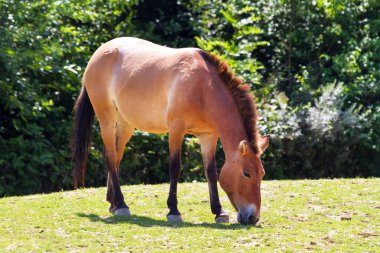 Przewalski 'nin atı, Equus przewalskii veya Equus ferus przewalskii, Moğol vahşi atı veya Dzungarian atı olarak da bilinir.