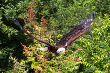 Kel kartal (Haliaeetus leucocephalus) beyaz kafası ve sarı gagasıyla