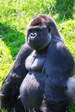 Büyük bir alfa erkek gümüş sırtlı batı ova gorilinin bir tarlada oynaması çok güzel.