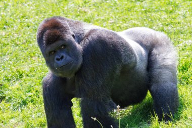 Büyük bir alfa erkek gümüş sırtlı batı ova gorilinin bir tarlada oynaması çok güzel.