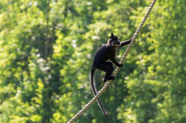 Kara ibikli mangabey Lophocebus aterrimus ip üzerinde